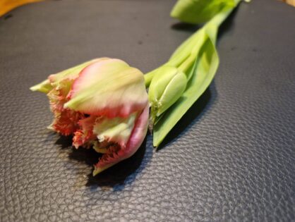 Dzień Kobiet 08.03.2026r.